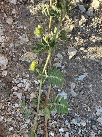 Puncture vine