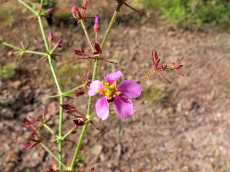 flower of Fagonia
