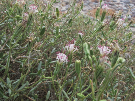 Palafoxia linearis