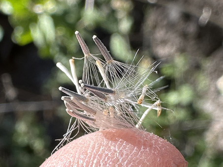 Fruit of Brandegee Brickelbush