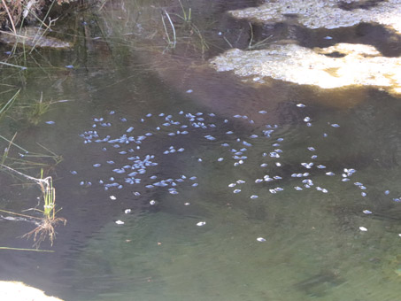 Whirlygig bugs in freshwater pool