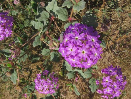 Sand verbena (Abronia umbellata) flowers