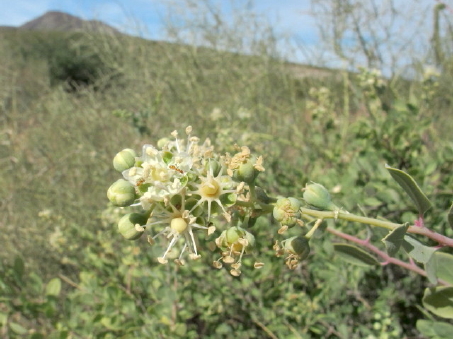 Stegnosperma halimifolium