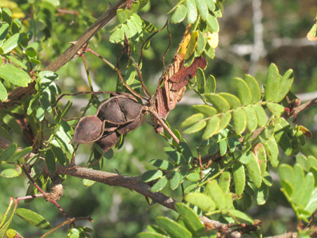 Mimosa fruit and leaves