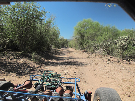 vegetation in alluvial valley