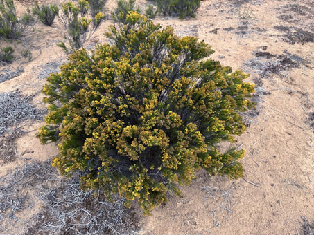Romerillo Amargo shrub
