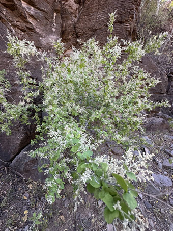 Felt-leaf Bush