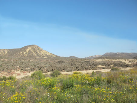 trees blooming on hillsides