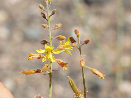 Gulf Rush-Pea flowers
