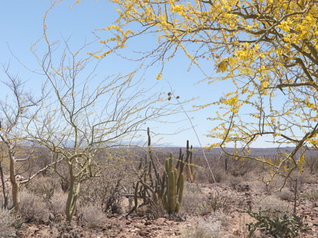 Desert scrub near Km 67 south of San Ignacio