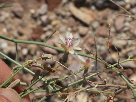 Flower and buds of Wire-Lettuce