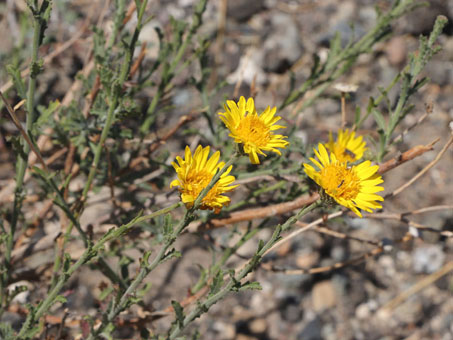 Peninsular Tansy-aster