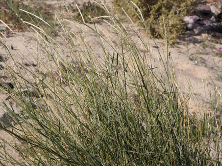 Hilaria rigida
