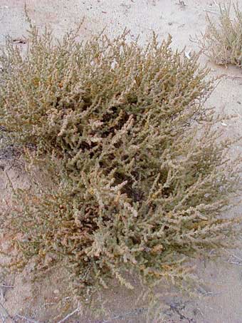 Cardón flowers