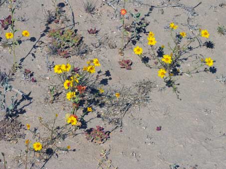 Parkinsonia microphylla flowers