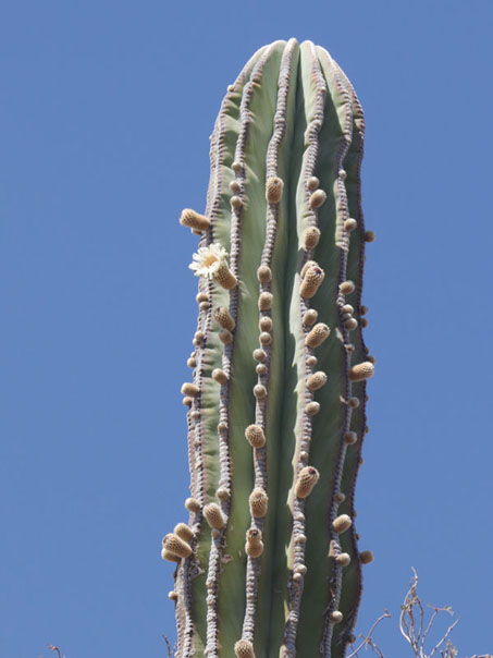 Cardón with flowers
