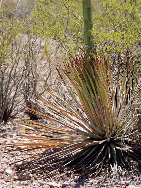 Lechuguilla leaves