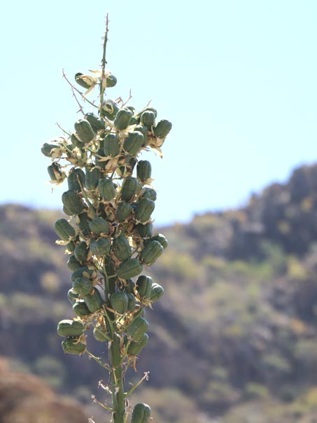 Lechuguilla fruit