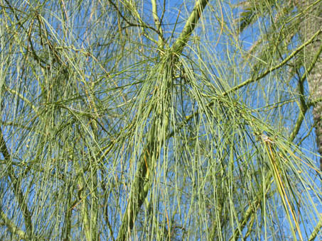 Mexican palo verde leaves
