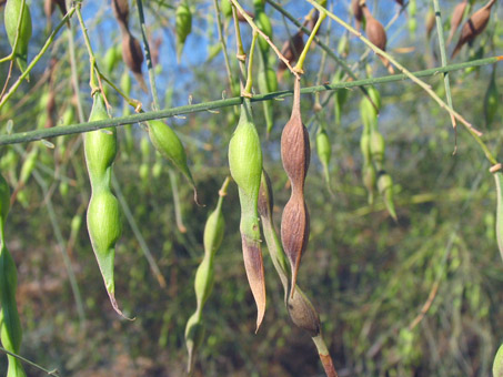 Mexican Palo Verde fruit