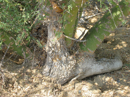 Blue Palo Verde trunk