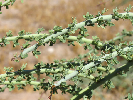 Blue Palo Verde branches and leaves