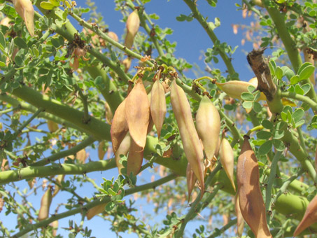 Blue Palo Verde with fruit