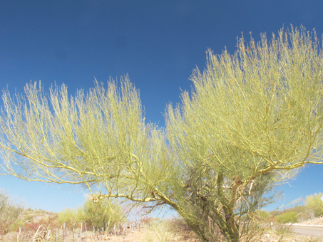 Little-leaf Palo Verde