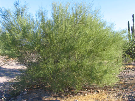 Little-leaf Palo Verde