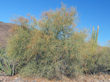 Little-leaf Palo Verde with fruit