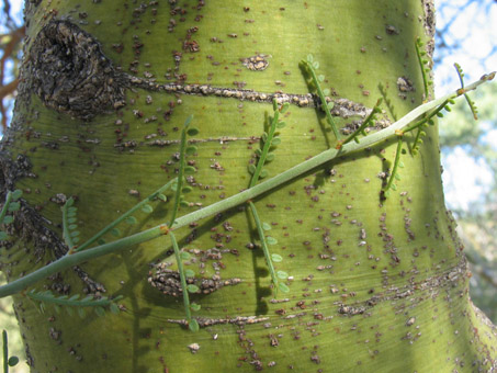 Little-leaf Palo Verde trunk and leaves