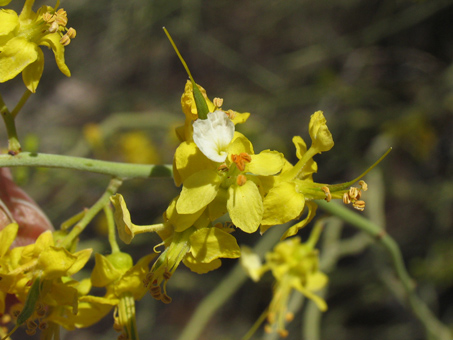 Little-leaf Palo Verde flowers