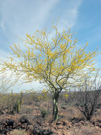 Palo Brea in bloom