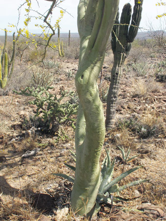 Palo Brea trunk
