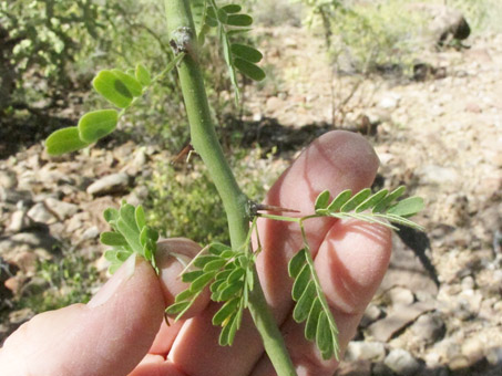 Palo Brea leaves