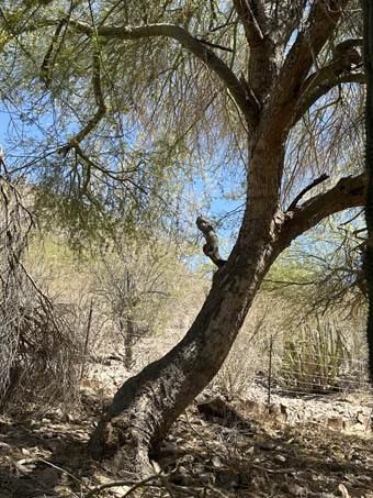 Hybrid Palo Verde trunk