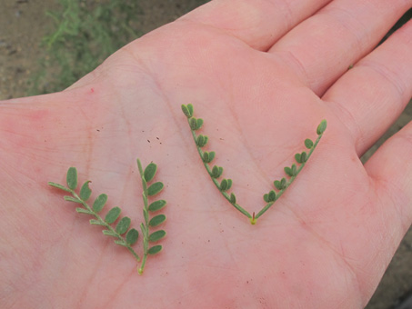 leaf comparison