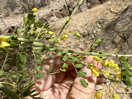 leaf comparison two taxa
