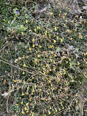 Erythranthe dentiloba plants along creek