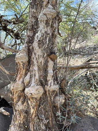 shelf fungus on trunk of Palo Blanco tree