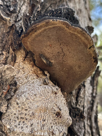 shelf fungus on trunk of Palo Blanco tree