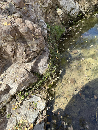 pool in the creek