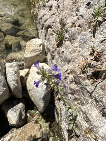 Stemodia durantifolia flowers along creek