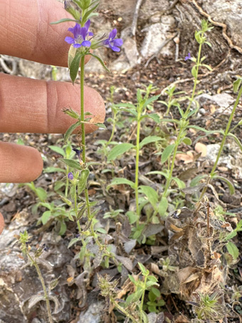 Stemodia durantifolia flowers along creek