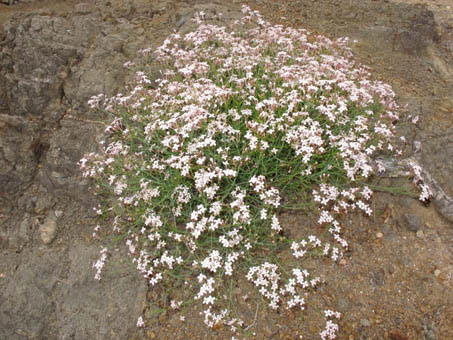 Habit of Stenotis brevipes