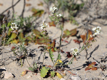 Spectacle pod flowers