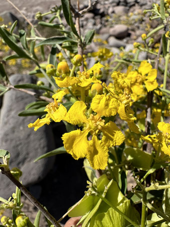 Butterfly vine with flowers and some fruit