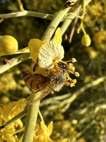Honeybee on Little-leaf Palo Verde flower