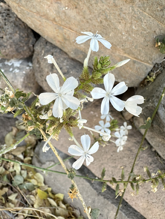 Plumbago zeylanica flowers and fruit