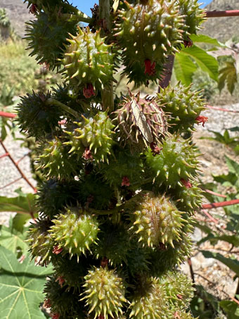 Castorbean plant with flowers